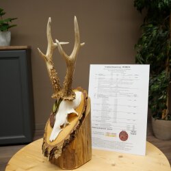 Rehgeweih Medaillenklasse Bronze CIC 106,3 IP kapitaler Bock Reh Geweih Gehörn Birkeschild