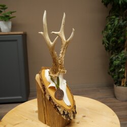 Rehgeweih Medaillenklasse Bronze CIC 106,3 IP kapitaler Bock Reh Geweih Gehörn Birkeschild