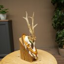Rehgeweih Medaillenklasse Bronze CIC 110,08 IP kapitaler Bock Reh Geweih Gehörn Birkeschild