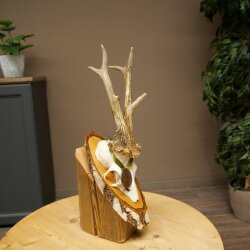 Rehgeweih Medaillenklasse Bronze CIC 110,08 IP kapitaler Bock Reh Geweih Gehörn Birkeschild