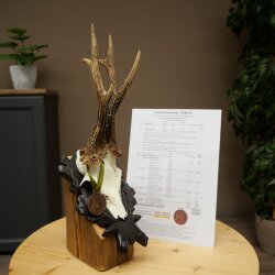 Rehgeweih Medaillenklasse Bronze CIC 114,03 IP kapitaler Bock Reh Geweih Gehörn geschnitztem Trophäenschild