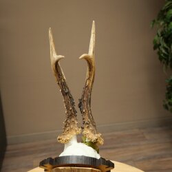 Rehgeweih Medaillenklasse Bronze CIC 114,03 IP kapitaler Bock Reh Geweih Gehörn geschnitztem Trophäenschild