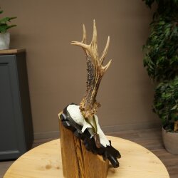Rehgeweih Medaillenklasse Bronze CIC 114,03 IP kapitaler Bock Reh Geweih Gehörn geschnitztem Trophäenschild
