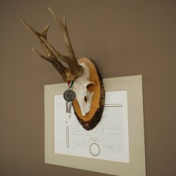 Rehgeweih Medaillenklasse Silber 435 g CIC 115,7 IP hochkapitaler Bock Reh Geweih Gehörn Schild