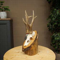Rehgeweih Medaillenklasse Silber 435 g CIC 115,7 IP hochkapitaler Bock Reh Geweih Gehörn Schild