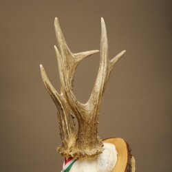 Rehgeweih Medaillenklasse Silber 435 g CIC 115,7 IP hochkapitaler Bock Reh Geweih Gehörn Schild