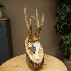 Rehgeweih Medaillenklasse Silber 435 g CIC 115,7 IP hochkapitaler Bock Reh Geweih Gehörn Schild