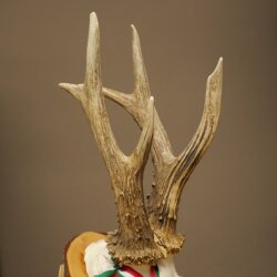 Rehgeweih Medaillenklasse Silber 435 g CIC 115,7 IP hochkapitaler Bock Reh Geweih Gehörn Schild