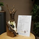 Rehgeweih Medaillenklasse Silber CIC 117,85 IP...