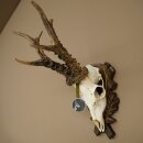 Rehgeweih Medaillenklasse Silber CIC 117,85 IP hochkapitaler Bock Reh Geweih Gehörn geschnitztem Schild