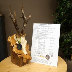Rehgeweih Medaillenklasse Silber CIC 120,5 IP hochkapitaler Bock Reh Geweih Gehörn geschnitztem Schild