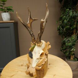 Rehgeweih Medaillenklasse Silber CIC 120,5 IP hochkapitaler Bock Reh Geweih Gehörn geschnitztem Schild