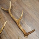 Rothirsch Stangen 1 Paar Rothirschstangen Gewicht 2,45 kg Längen 66 - 70 cm