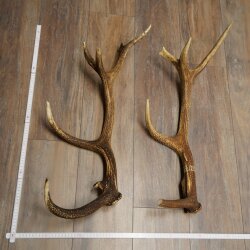 Rothirsch Stangen 1 Paar Rothirschstangen Gewicht 2,45 kg Längen 66 - 70 cm