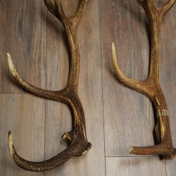 Rothirsch Stangen 1 Paar Rothirschstangen Gewicht 2,45 kg Längen 66 - 70 cm