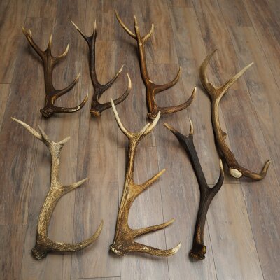 Cervo rosso 7 pezzi - Corna di cervo rosso - Corna cadute - Peso 8,85 kg per hobbisti