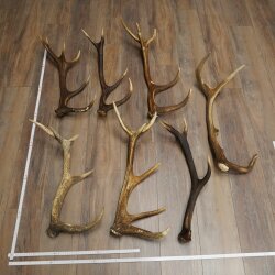 Cervo rosso 7 pezzi - Corna di cervo rosso - Corna cadute - Peso 8,85 kg per hobbisti