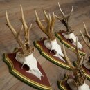 Rehgeweihe 5 Stück starke Rehböcke Reh Bock Geweihe auf ZIRBENHOLZ Trophäenschildern 22.1389