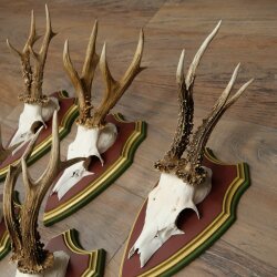 Rehgeweihe 5 Stück starke Rehböcke Reh Bock Geweihe auf ZIRBENHOLZ Trophäenschildern 22.1389