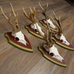Rehgeweihe 5 Stück starke Rehböcke Reh Bock Geweihe auf ZIRBENHOLZ Trophäenschildern 22.1389