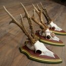 3 pairs of roe deer antlers: magnificent roe deer antlers...