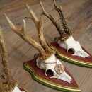 Reebogen 3 stuks Reebokken, imposante reebogen op ZIRBENHOUTEN trofeeschilden 22.1394