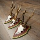 Reebogen 3 stuks Reebokken, imposante reebogen op ZIRBENHOUTEN trofeeschilden 22.1394