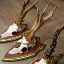 Reebogen 3 stuks Reebokken, imposante reebogen op ZIRBENHOUTEN trofeeschilden 22.1394