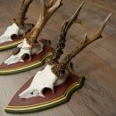 Reebogen 3 stuks Reebokken, imposante reebogen op ZIRBENHOUTEN trofeeschilden 22.1394