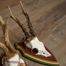Reebogen 3 stuks Reebokken, imposante reebogen op ZIRBENHOUTEN trofeeschilden 22.1394