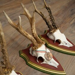 Reebogen 3 stuks Reebokken, imposante reebogen op ZIRBENHOUTEN trofeeschilden 22.1394