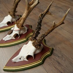 Reebogen 3 stuks Reebokken, imposante reebogen op ZIRBENHOUTEN trofeeschilden 22.1394