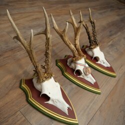Reebogen 3 stuks Reebokken, imposante reebogen op ZIRBENHOUTEN trofeeschilden 22.1394