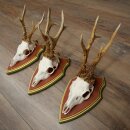 3 Roe Deer Antlers (Male) on Swiss Stone Pine Trophy...