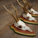3 Roe Deer Antlers (Male) on Swiss Stone Pine Trophy Plaques 22.1395