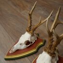 3 Roe Deer Antlers (Male) on Swiss Stone Pine Trophy Plaques 22.1395