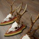 3 Roe Deer Antlers (Male) on Swiss Stone Pine Trophy Plaques 22.1395