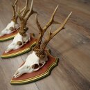 3 Roe Deer Antlers (Male) on Swiss Stone Pine Trophy Plaques 22.1395
