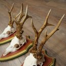 3 Roe Deer Antlers (Male) on Swiss Stone Pine Trophy Plaques 22.1395