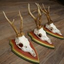 3 Roe Deer Antlers (Male) on Swiss Stone Pine Trophy Plaques 22.1395