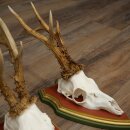 3 Roe Deer Antlers (Male) on Swiss Stone Pine Trophy Plaques 22.1395