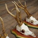 3 Roe Deer Antlers (Male) on Swiss Stone Pine Trophy Plaques 22.1395
