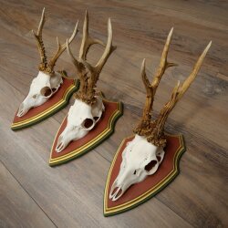 3 Roe Deer Antlers (Male) on Swiss Stone Pine Trophy Plaques 22.1395