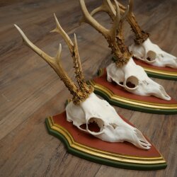 3 Roe Deer Antlers (Male) on Swiss Stone Pine Trophy Plaques 22.1395