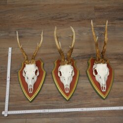 3 Roe Deer Antlers (Male) on Swiss Stone Pine Trophy Plaques 22.1395