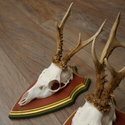 3 Roe Deer Antlers (Male) on Swiss Stone Pine Trophy Plaques 22.1395