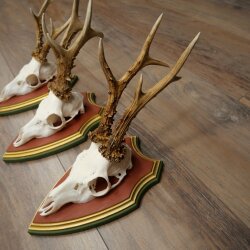 3 Roe Deer Antlers (Male) on Swiss Stone Pine Trophy Plaques 22.1395