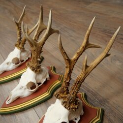 3 Roe Deer Antlers (Male) on Swiss Stone Pine Trophy Plaques 22.1395