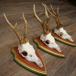 3 Roe Deer Antlers (Male) on Swiss Stone Pine Trophy Plaques 22.1395