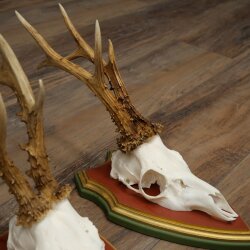 3 Roe Deer Antlers (Male) on Swiss Stone Pine Trophy Plaques 22.1395